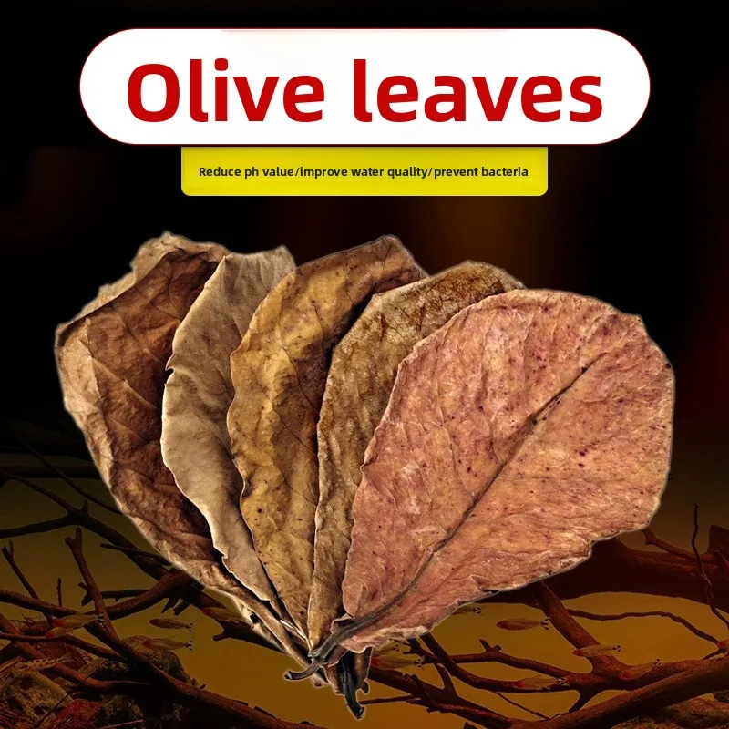 

Catappa Leaves for Aquarium - Natural pH Regulator for Betta Fish&Turtles (Indian Almond Leaves)-Water Softener,Tannin Releaser