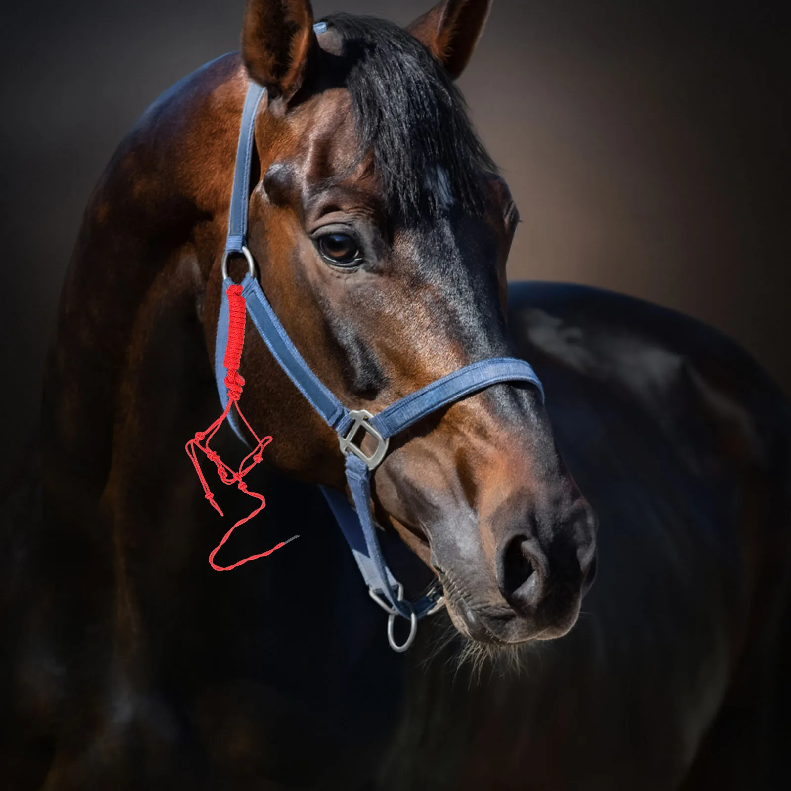 

Bridle Horse Halter Breakaway Rope Tied Headcollars Portable Equestrian Accessory Large