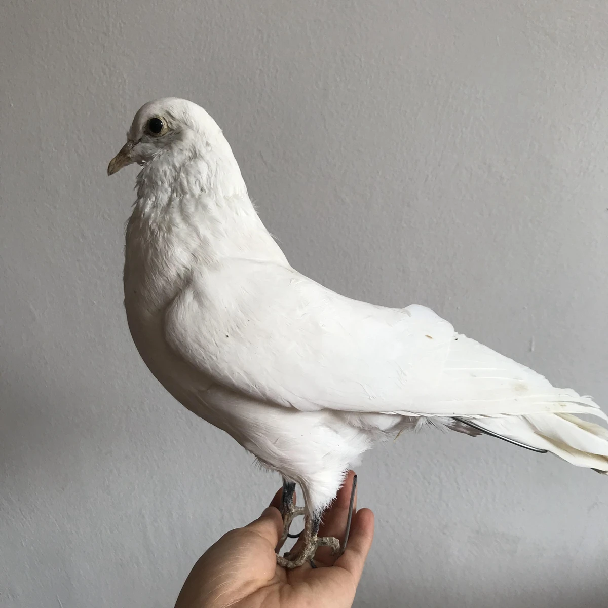 

1Pcs real Taxidermy Eurasian white pigeon Columba specimen Teaching / Decoration