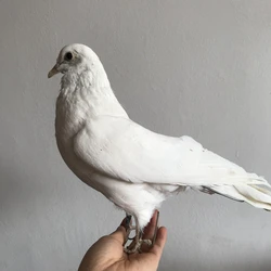 1Pcs real Taxidermy Eurasian white pigeon Columba specimen Teaching / Decoration