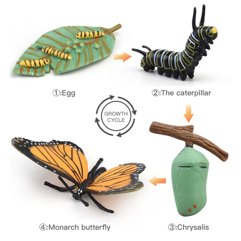 Simulation Life Cycle Animals Model Children Insect Plant Growth Cycle Biology Science Montessori Toy Open-Ended Educational Toy