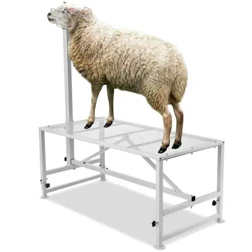

Adjustable Metal Goat & Sheep Milking Stand - 51x23 Inch, 21-33 Inch Height, 500lbs Capacity, Headpiece & Nose Included