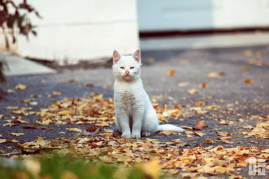 

Skydroid HD Mini Three-body Digital Map Suitable for T10 T12 H12 Remote Control Transmission Plant Protection UAV