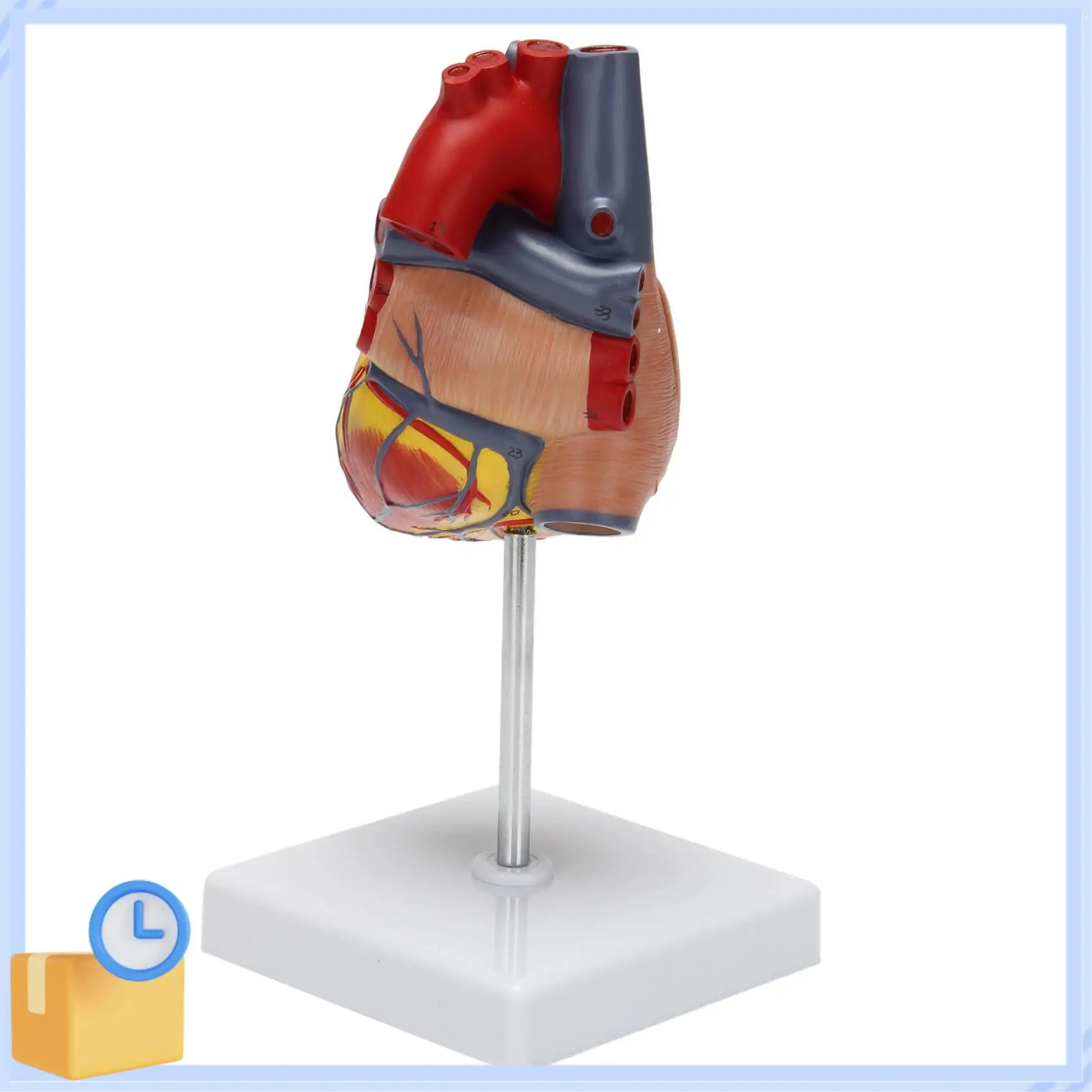 Popular 1: 1 Human Heart Model, Anatomically Accurate Heart Model Life Size Human Skeleton Anatomy For Science Classroom Study D