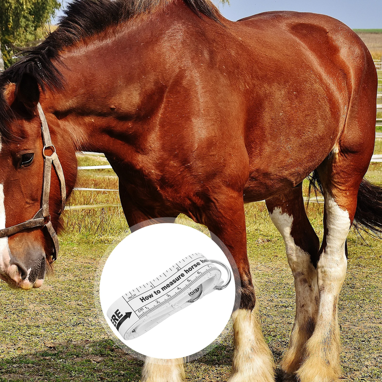 

Horse Weight Measuring Tape Portable Small Livestock Body Measure Tool Push Button Easy Storage Precise Scale Farm Animal Bust