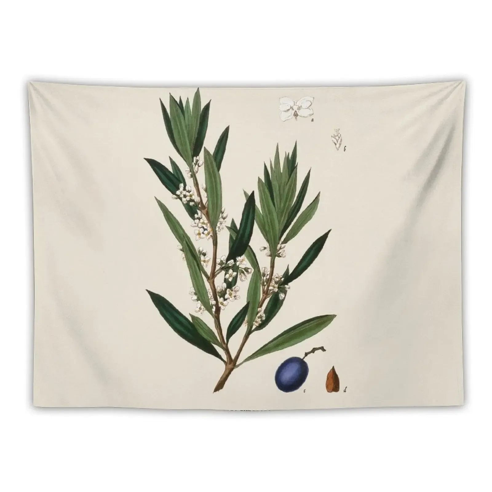 

Olive Branch Antique Botanical Illustration Tapestry Aesthetic Room Decor Wall Decorations House Decoration Tapestry