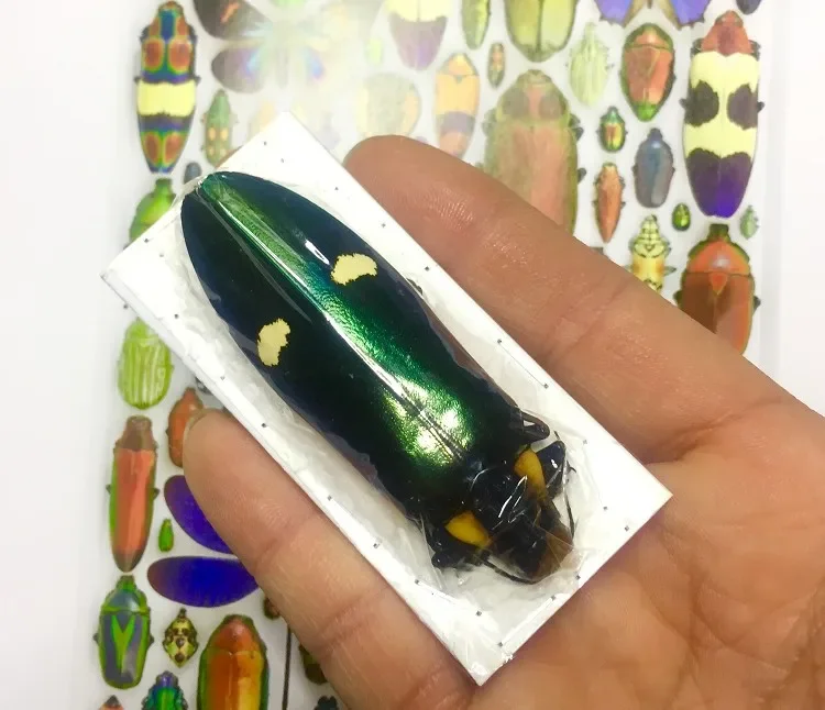 

Megaloxantha Bicolor Assamensis Finae Real Insect Specimen A1 Beetle Collection DIY Punk Insect Material Home Decor Sculpture