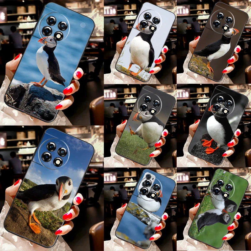 Atlantic Puffin Far… - image