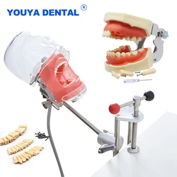 Simulador Dental modelo de cabeza Simple, maniquí fantasma con dientes para enseñanza, práctica, entrenamiento, dentista, estudio, equipo de Odontología