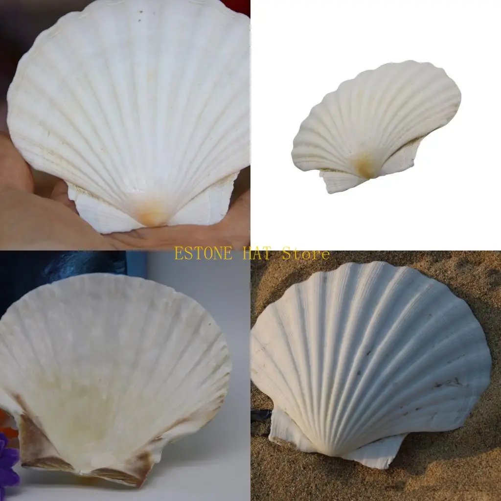 49MF Large Seashells Assortment for Creative Crafting and Elegant Beach Decors