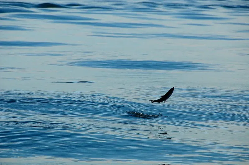 

MJX JJRC 1:14 1:16 14301 14302 14303 Металлические аксессуары для радиоуправляемых машин, 4 шт., алюминиевый сплав, шестигранный соединитель 12 мм