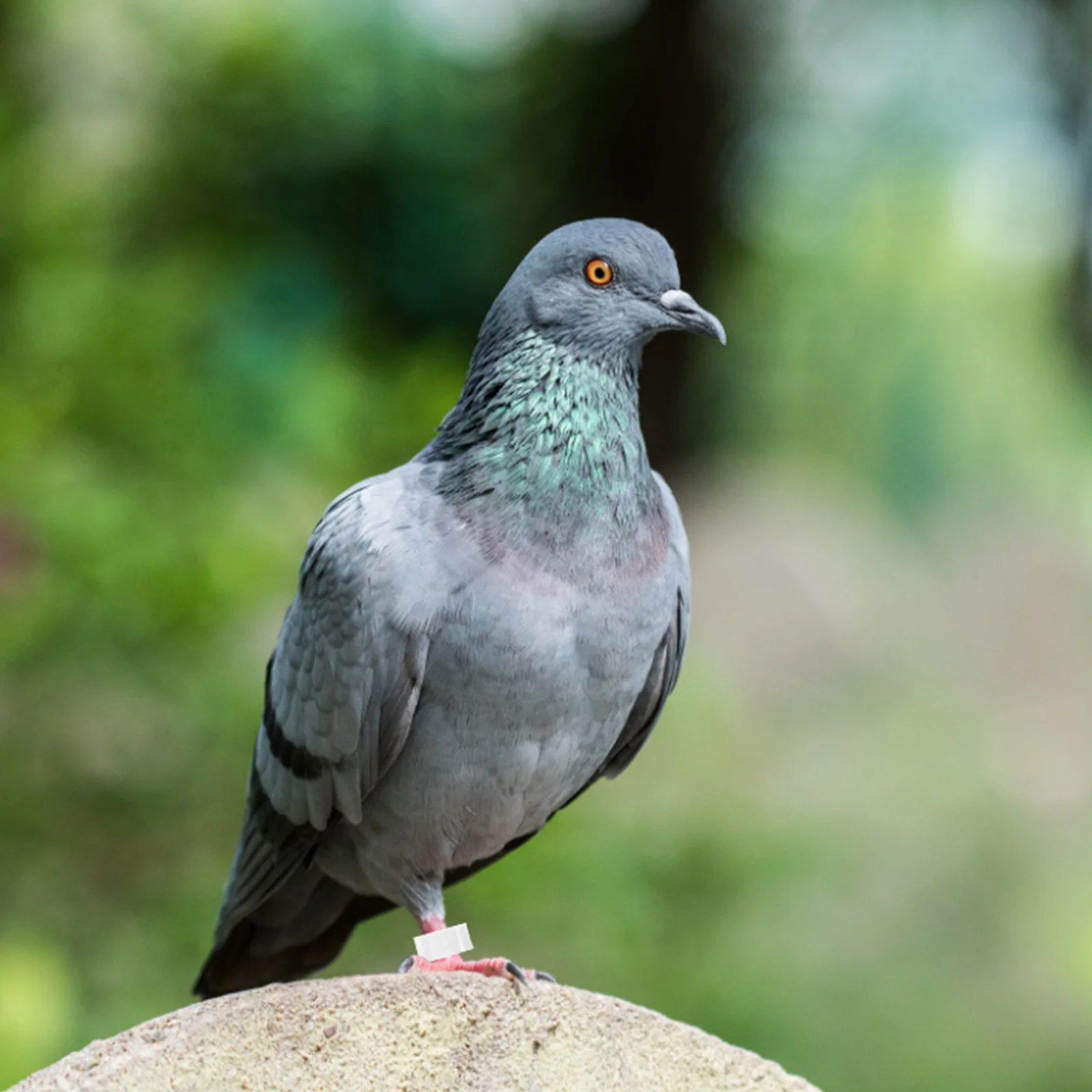 

100Pcs Pigeon Foot Rings Lightweight Plastic Clip on Identification Leg Bands for Pigeon Breeding Bird Accessories