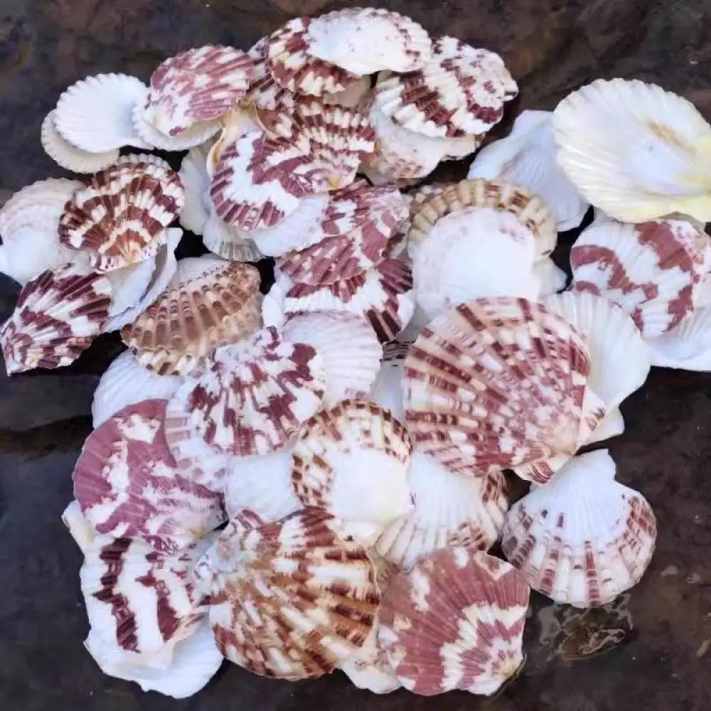 Mixed Nature Sea Shells Starfish Ornament Aquarium Tank Landscape Hermit Crab House Craft Home Decor Artistic Kit