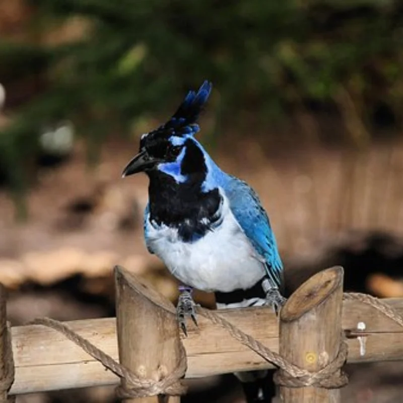 

4 шт. 42 мм пластиковое гоночное колесо 51362 для радиоуправляемого автомобиля TAMIAY M03 M04 M05 MB01 MF01 XM01 SW01 T301 1/14 MJX 14303 14304