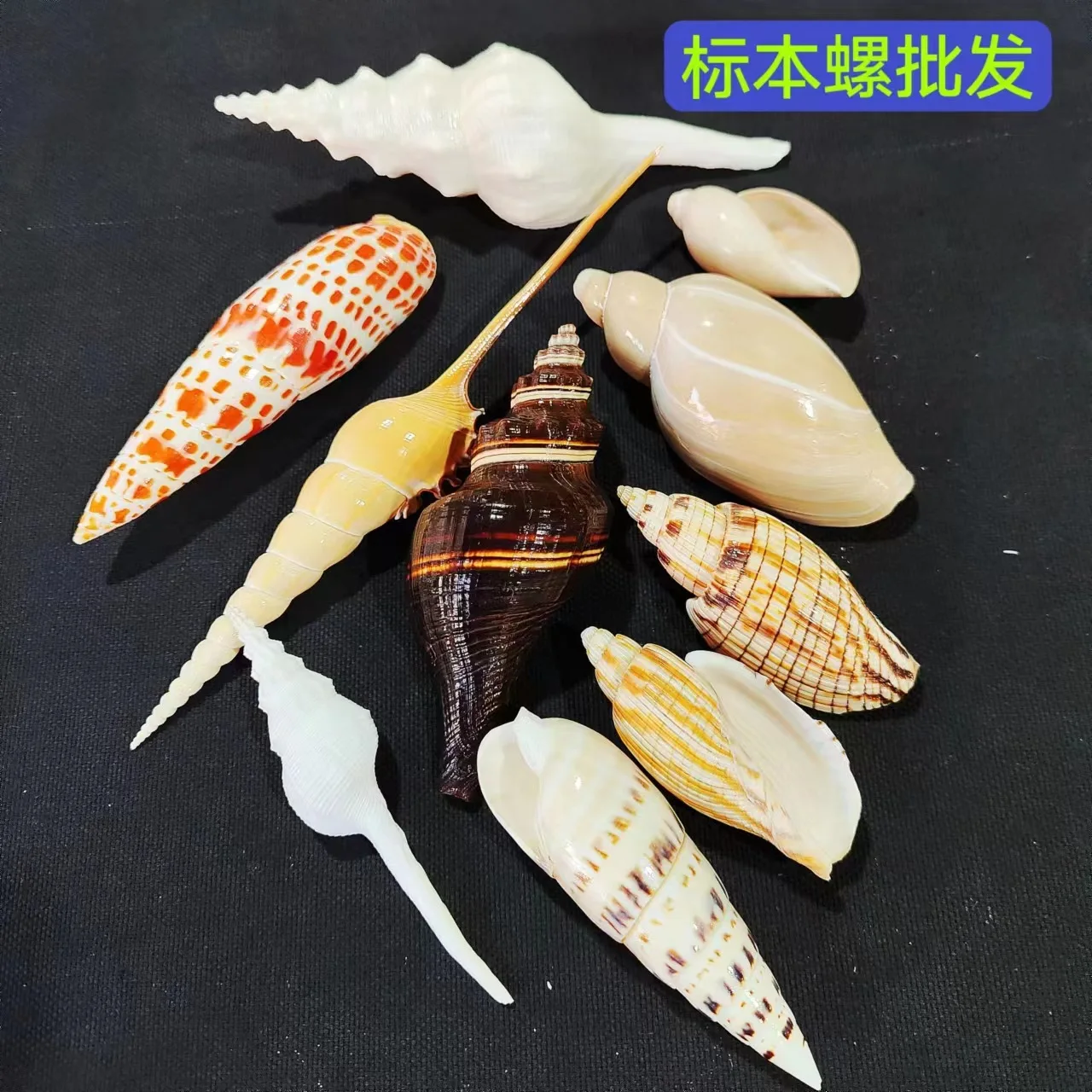 Tibia fusus,Mitra cardinalis,mitre shell,Pugilina morio,Pacific Crown Conch,Conus striatus,Conus leoninus,Phaeomitra incompta