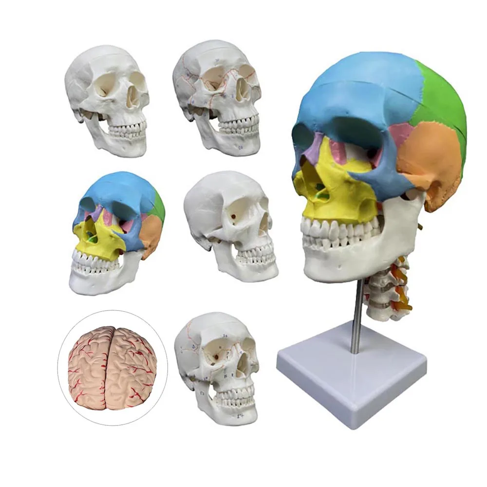 

Human Skeleton Model Teaching Head Model with Cervical Vertebra Brain 3 Parts 1/2 Small Skull Model White Color