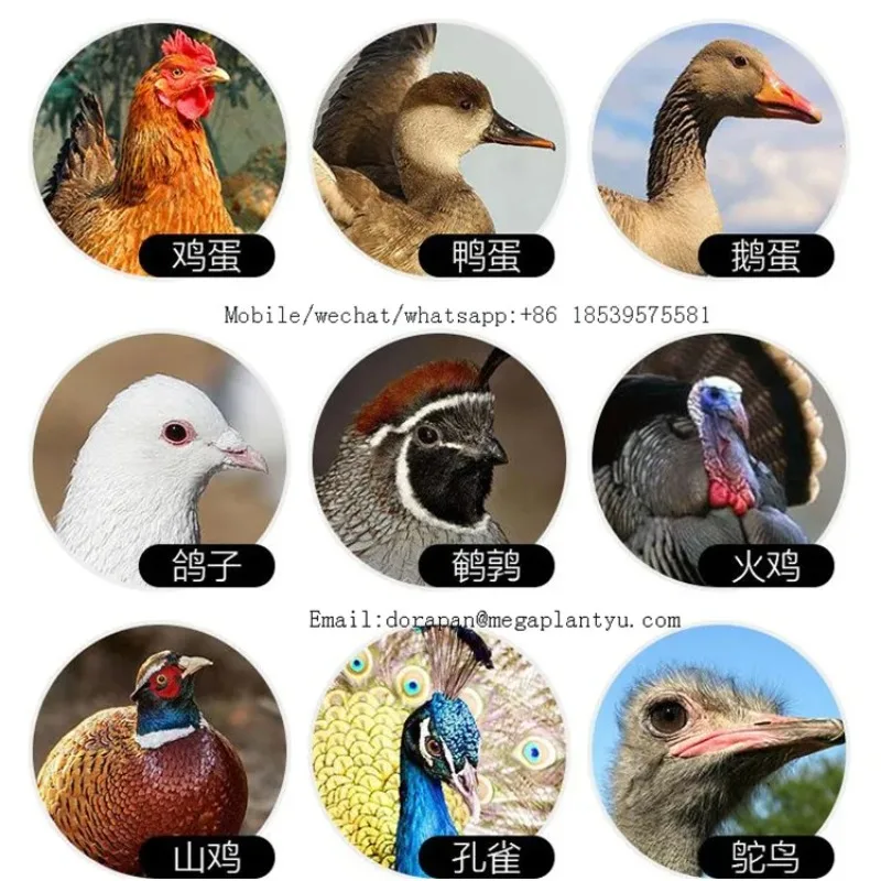 Industrial Chicks Incubator And Hatcher Automatic Chicken Egg Hatcher Price In Egypt