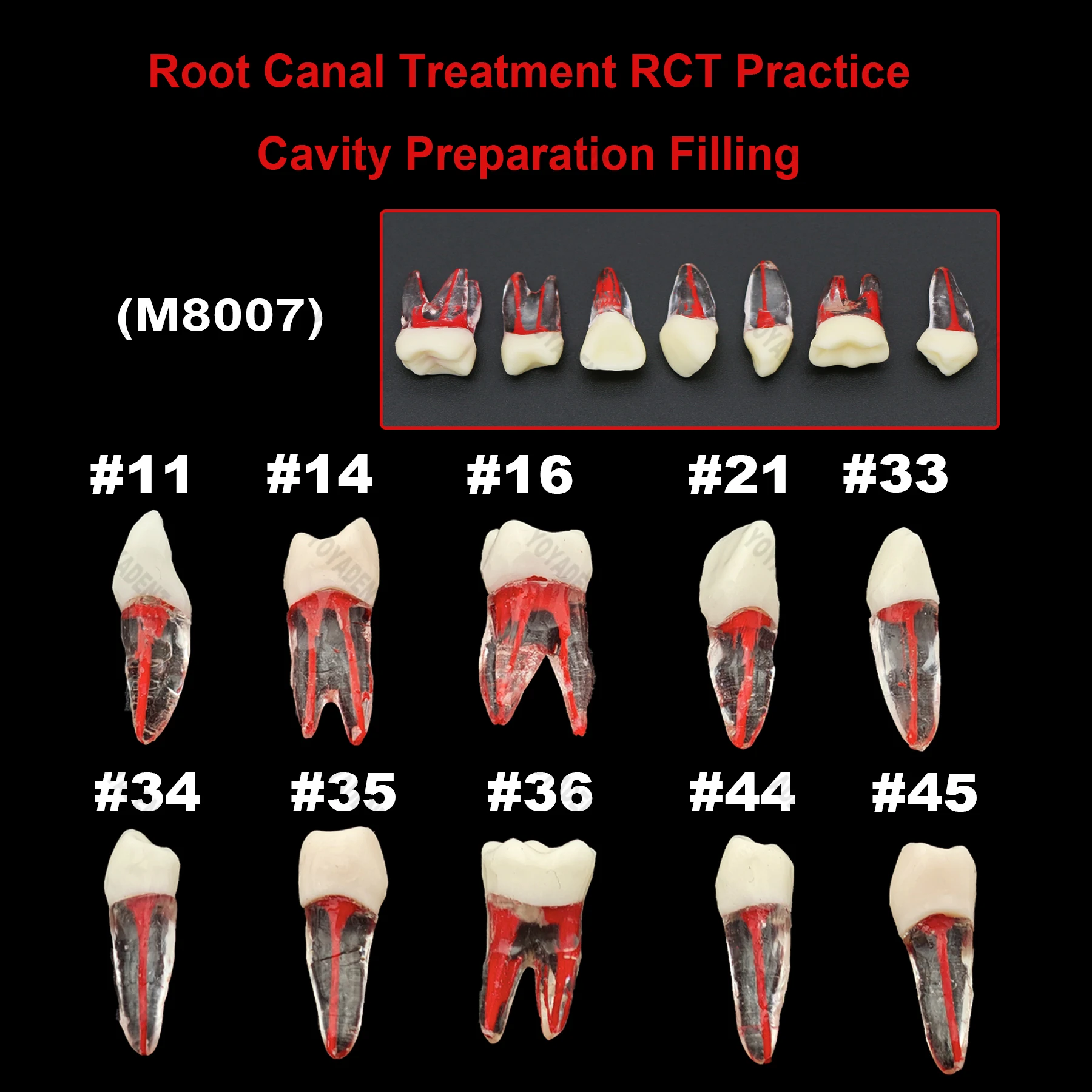 Dental Resin Endo Root Canal Model M8007 RCT Practice for Endodontic Study Training orthodontic teeth odonatological 5PCS