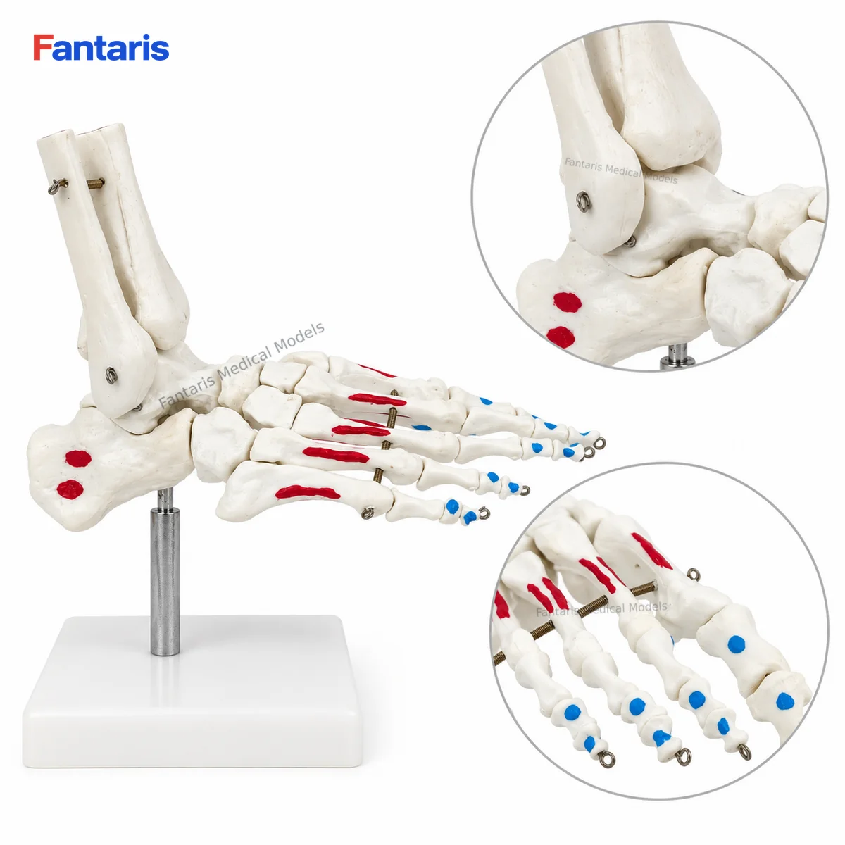 Fantaris Articulated Human Foot and Ankle Skeleton Model with Muscle Origin Insertion Markings PVC Teaching Aid