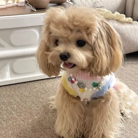 हार्ट-पैटर्न कढ़ाई वाला कुत्ता स्वेटर टेडी स्वीट क्लॉथ बिचोन विंटर निट पुलओवर यॉर्कशायर वार्म स्लीवलेस पुलओवर 10 best sales कुत्ते के दिल का स्वेटर - №3