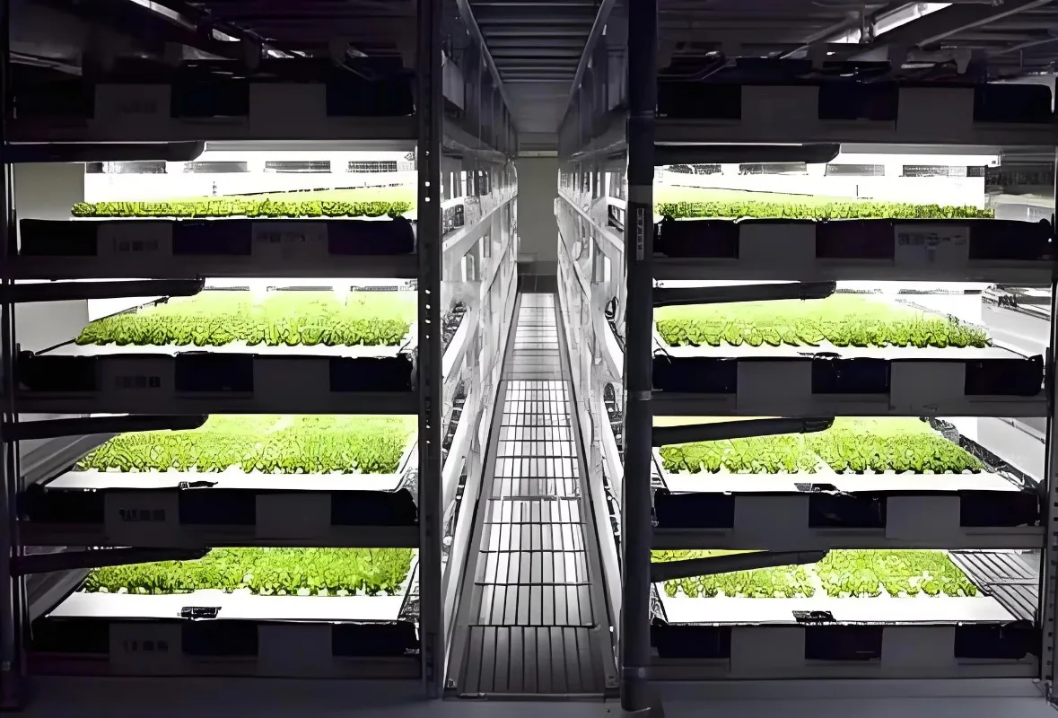 Serra agricola per contenitori per piante con sistema di coltivazione microgreen commerciale per coltura idroponica per interni