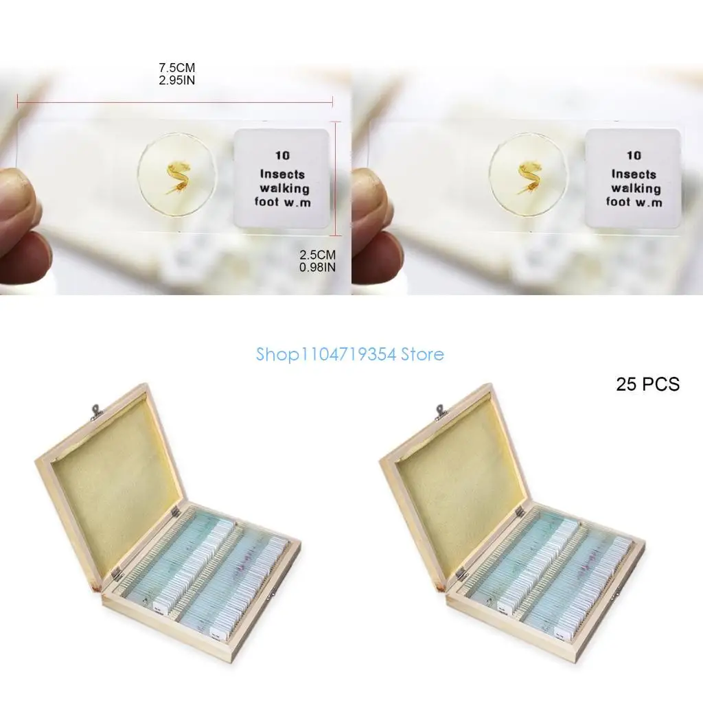 0XLD Prepared Premade Microscope Slides Set for Basic Biological Science Education