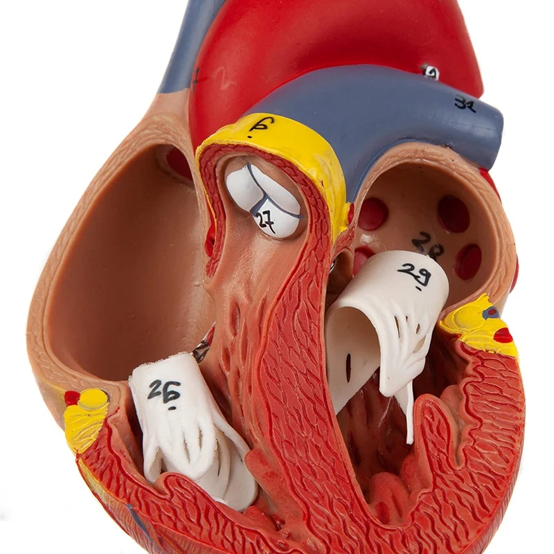 Heart Model, 2-Part Deluxe Life Size Human Heart Replica With 34 Anatomical Structures, Includes Mounted Display Base