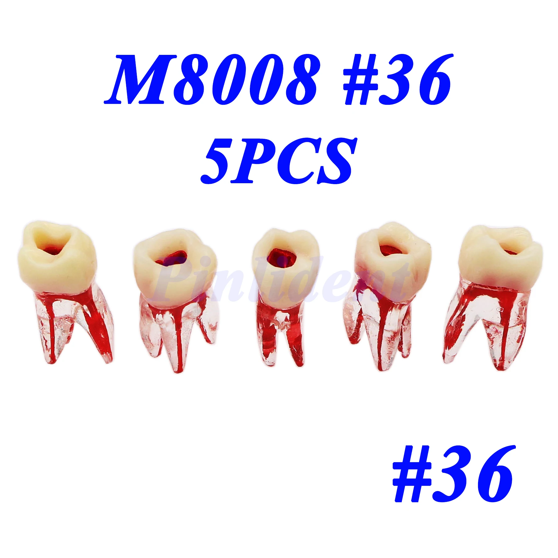 Dental  Exercise Training Dental Cyst Root Canal Exercise Practice Teeth Model M8008 #36 Practice Root Canal Block  Typodont