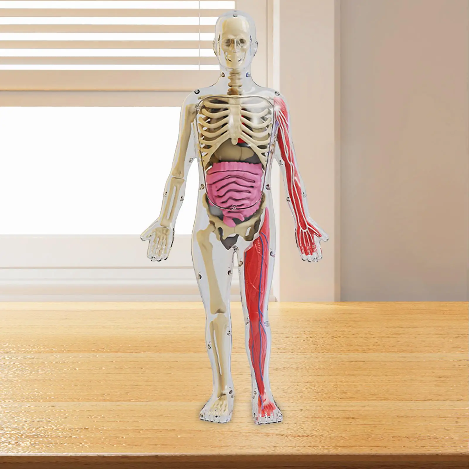 Human Body Model Organs Figure that Glows in The Dark Teaching Props for Boys and Girls