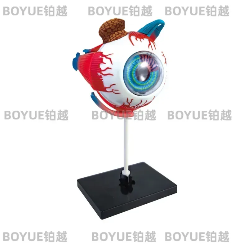 Detachable Human Eyeball Anatomy Model for Biology Teaching Medical Science Education Simulated Eye Structure Experimental
