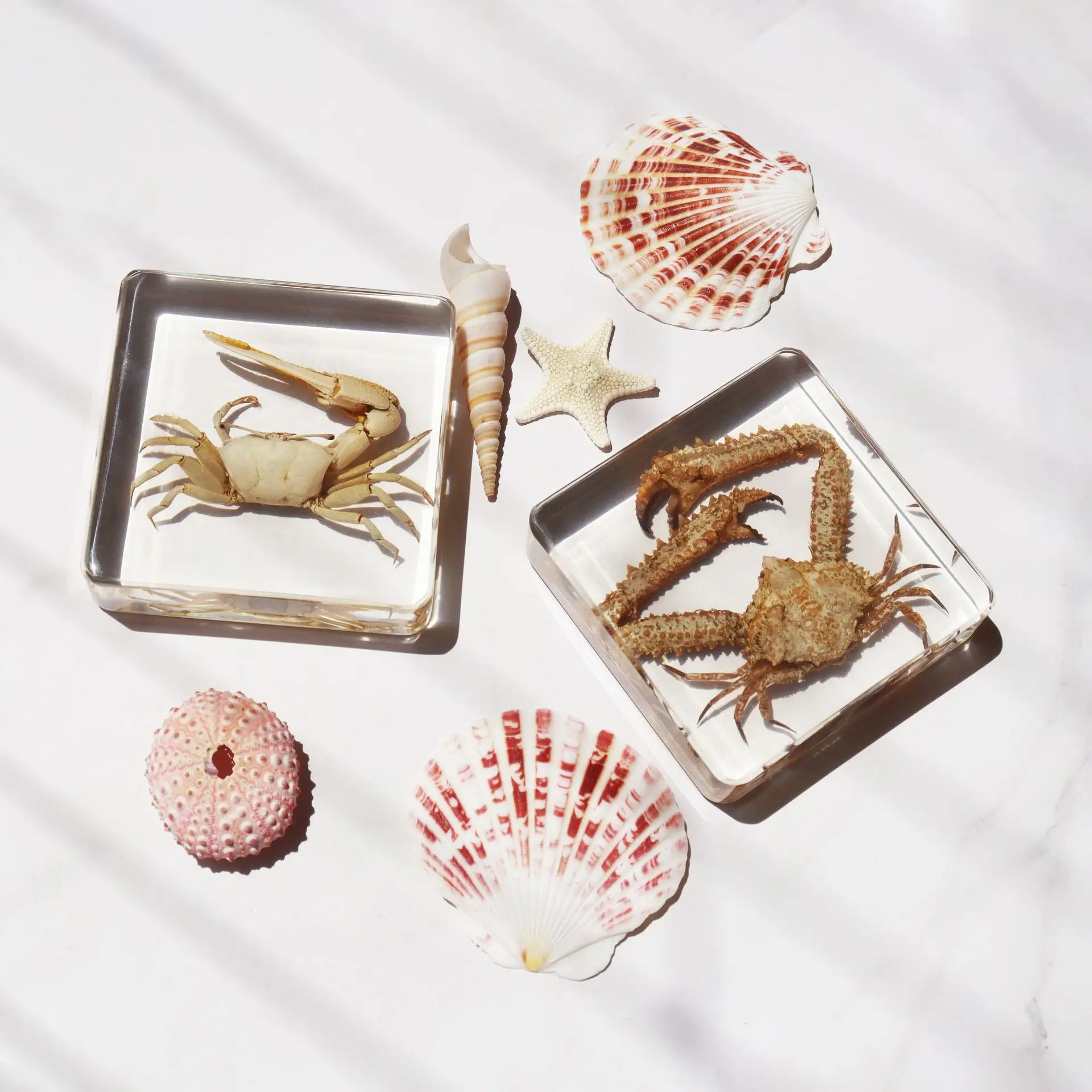 Calappa Robusta,Trachemys Scripta Elegans,Ocypodidae,Transparent Resin Marine Specimens: Octopus & Turtle Collection