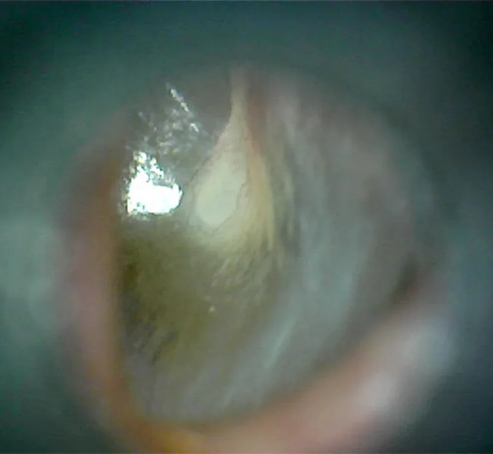 2025 ML-402V otoscopio Wi-Fi più avanzato Strumenti e attrezzature veterinari Microscopio Wi-Fi digitale con doppia modalità