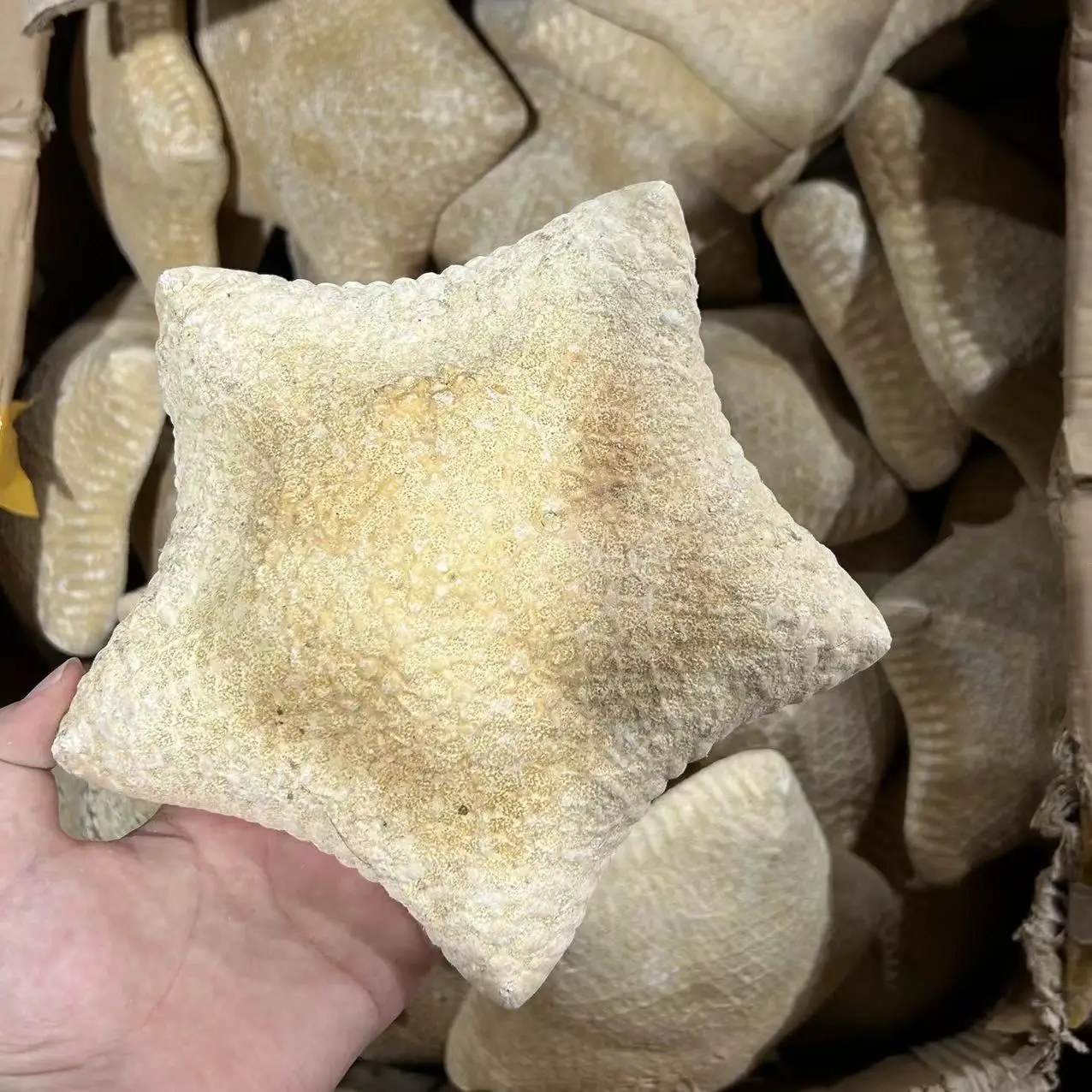 Natural Shell Conch Window Landscaping, Mediterranean Decorative Bread Star Micro Landscape, Furnishing articles Starfish