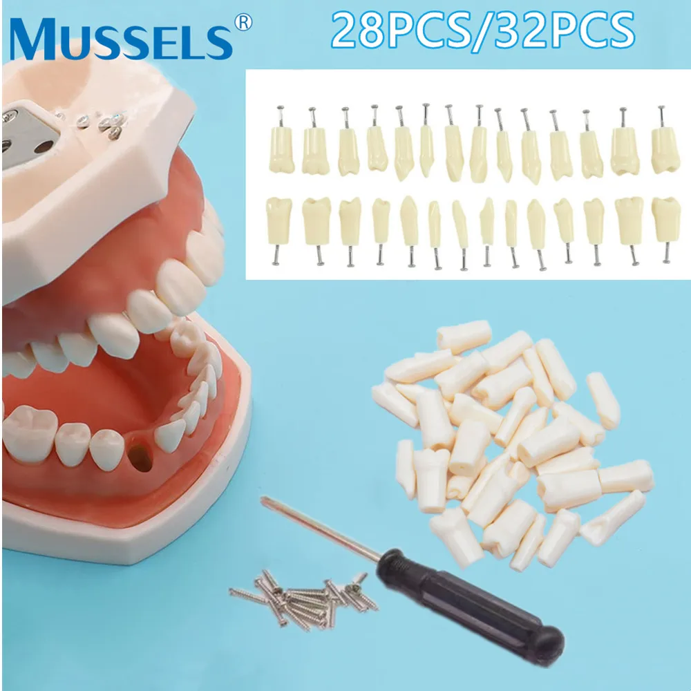 28/32pcs Teeth Model Typodont Replacement Screw-in Practice Filling Training Jaw Dental Model for NISSIN Teaching Tooth Dentist