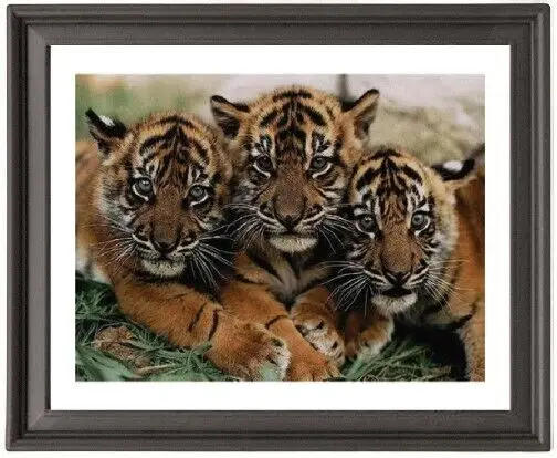 

Framed Poster Baby Tigers Poster Photo Paper Print Picture Frame 16x12 inch