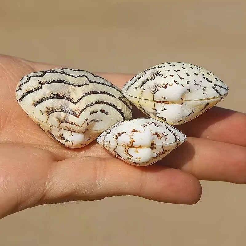 New Natural Conch Shell Xiufeng Clam Rare Specimen Snail Collection Fish Tank Aquarium Landscaping Home Decoration No Staining