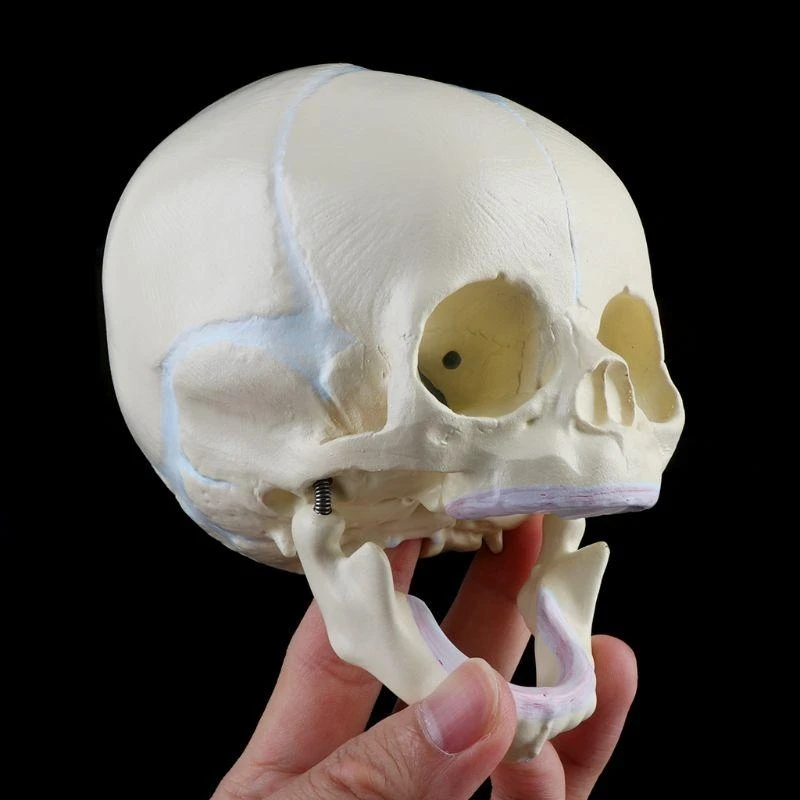 W89C Baby Head Anatomy Model Life Size Baby Head Skeleton Model for Diseases Study