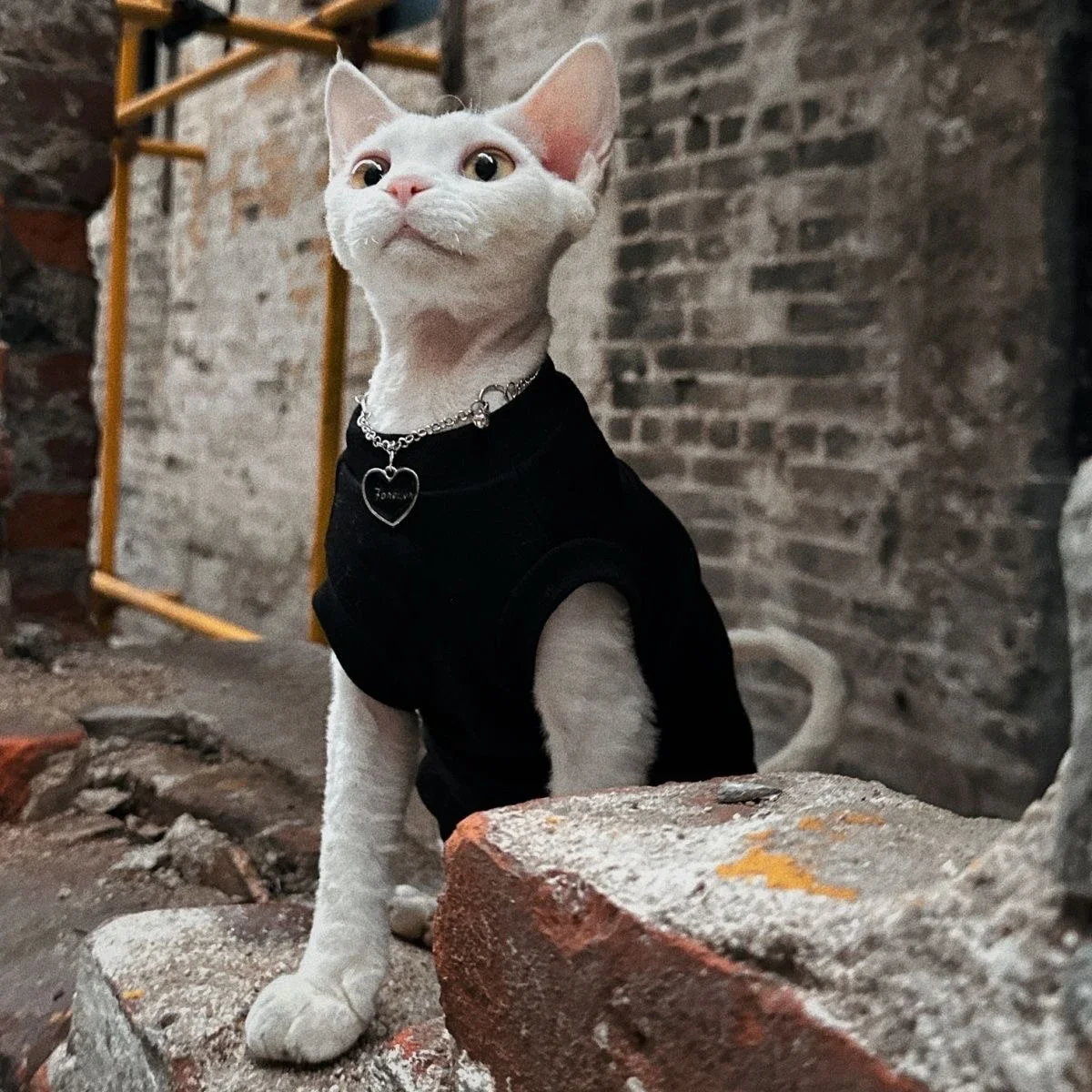 Sphynx Cat Clothes Cotton Kitty Clothes Bottoming Stretchy and Soft Hairless Cat Shirt Outfits Bald Cat Clothes for Cats