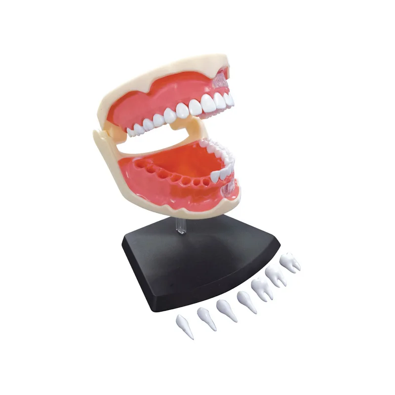 Human body standard 1:1 dental model medical oral teaching prop brushing mould assembling teaching aid