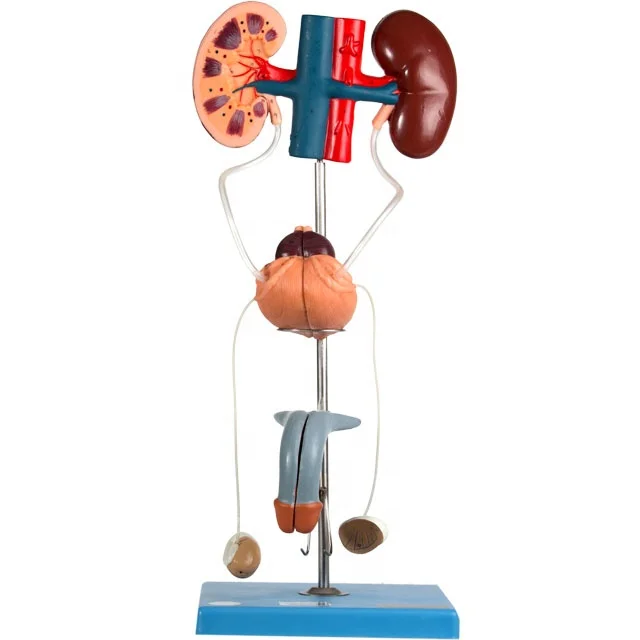 GD/A14003  Human Anatomical Male Urinary Organ Model