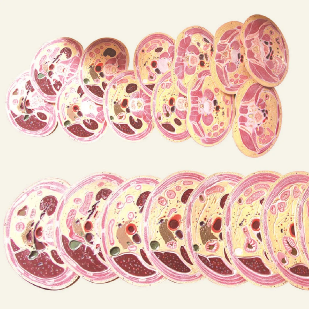 نموذج تشريح العلوم الطبية - محاكي تشريح التوموغرافي للذكور والإناث لطبقة أفقية من سيرفيكس وصندوق الرأس