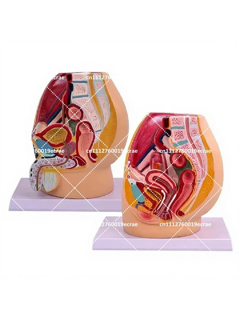 Male Female Reproductive System Sagittal Pelvic Uterus Organ Anatomy Medical Teaching Model