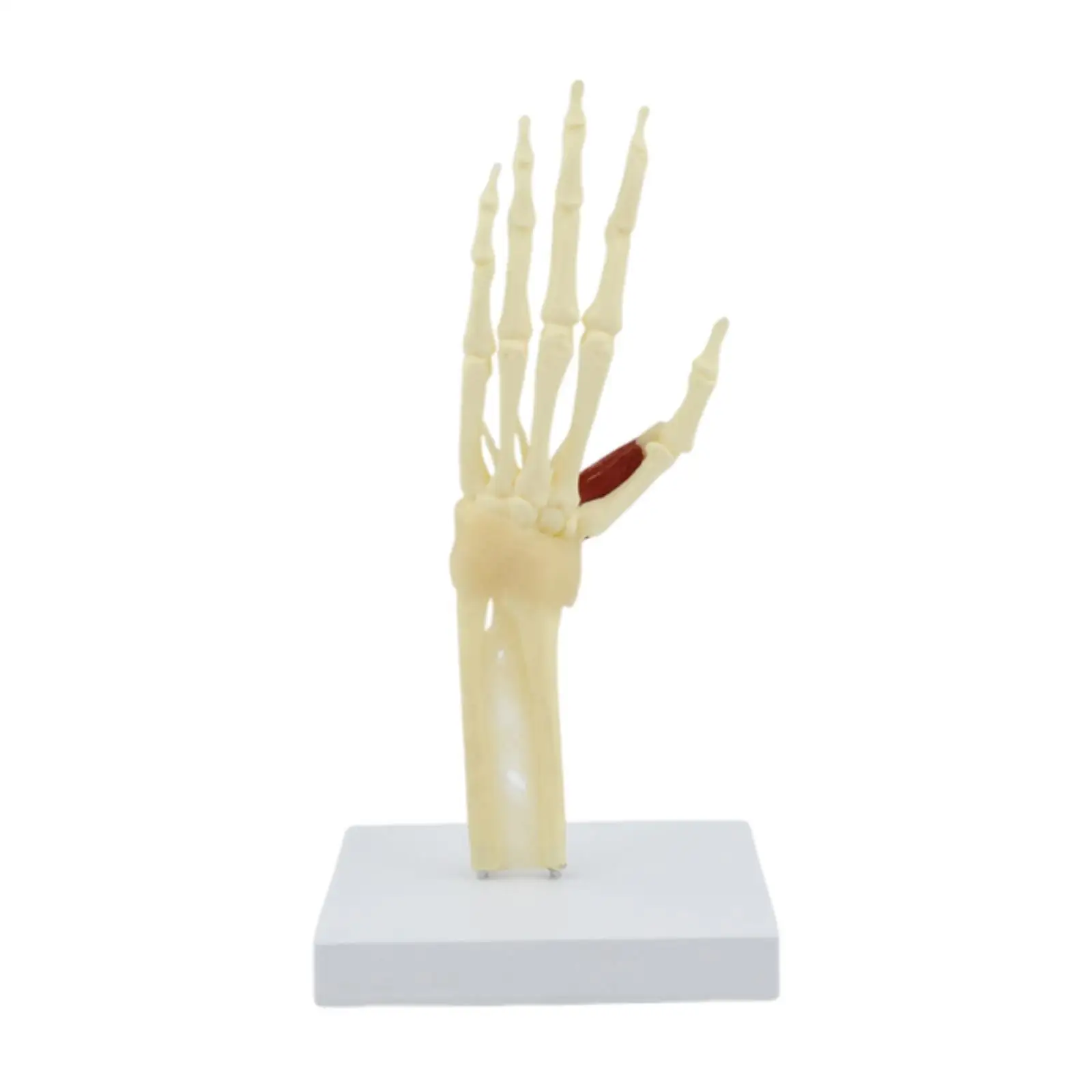 

Kids Teaching Hand Skeleton Demonstration Model Teaching Supply for Gift