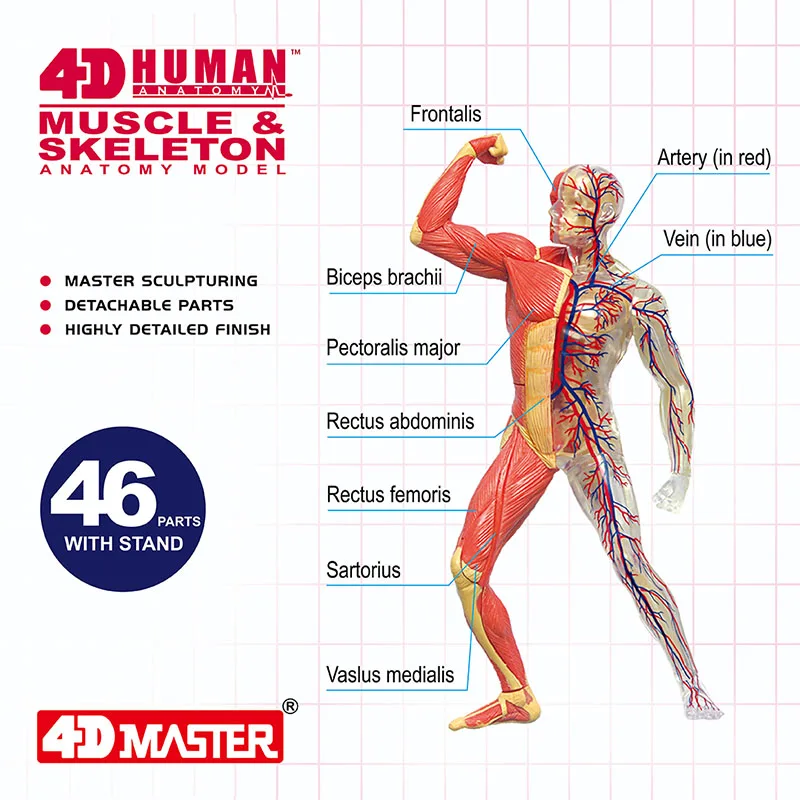 4D ludzka anatomia standardowa mięsień i Model szkieletu PVC zdejmowana układanka składająca zabawkę edukacyjną dla dzieci