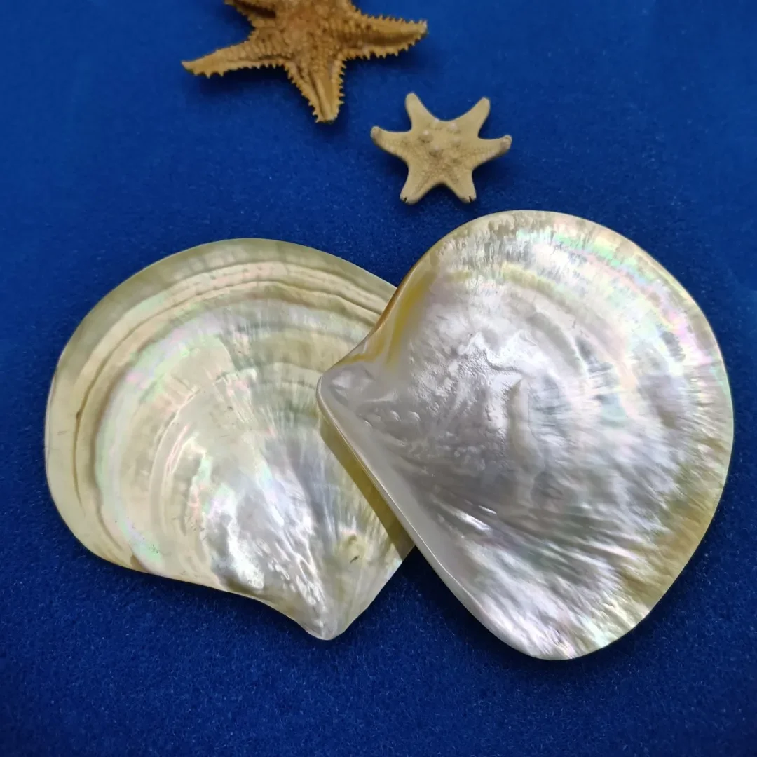 Natural Scallop Polishing Mother of Pearl Shell Conch Jewelry Ring Storage Display Stand DIY Caviar Tray Wedding Core Home Decor