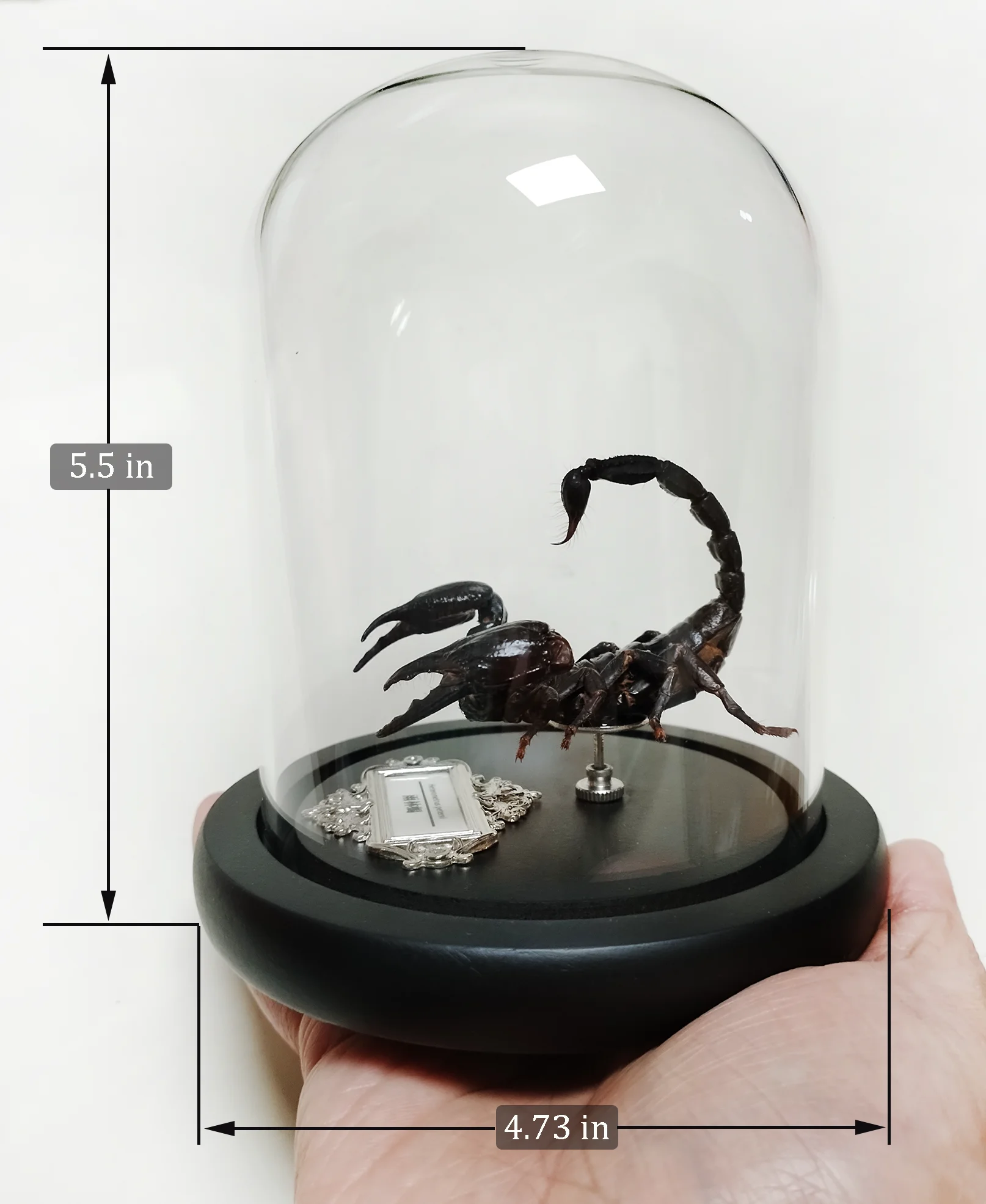 Asia Black Scorpion Specimen With Glass Showcase Real Heterometrus Petersii Animal Taxidermy Collection for Science Education