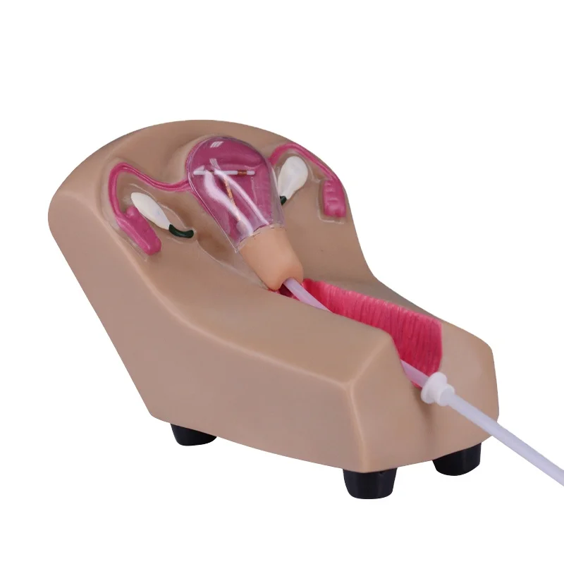 Uterus Training Simulator Ovary Anatomy Model for Intrauterine Contraceptive Device Training