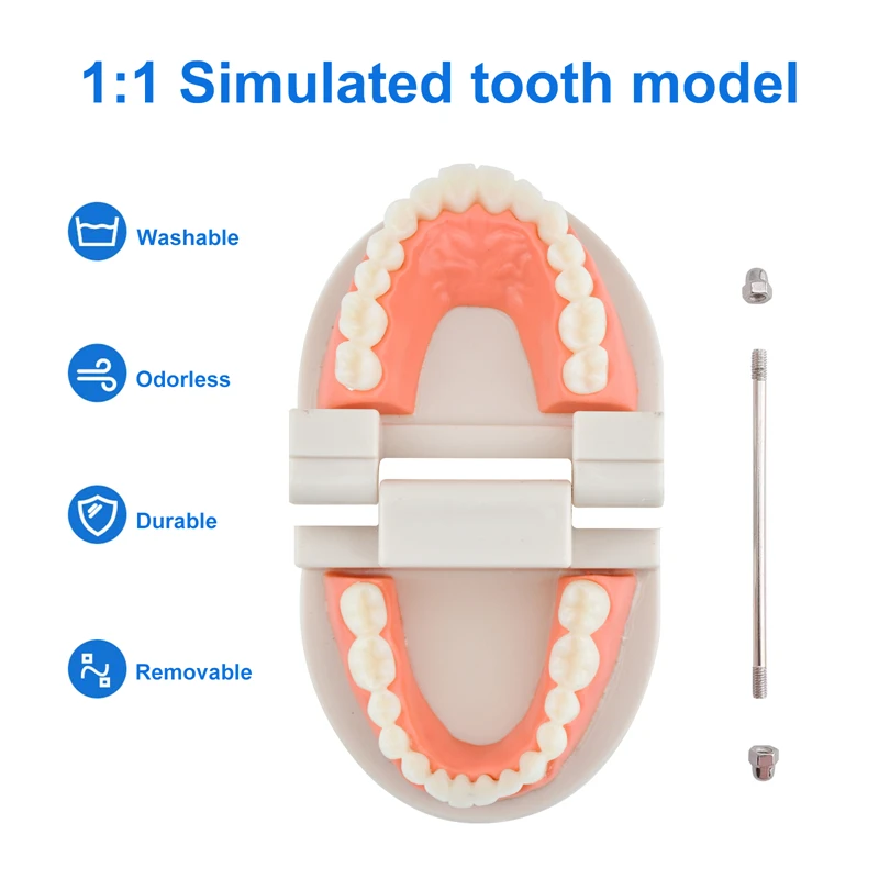 Standardowy Model zęba miękkie dziąsła do 28 zębów Model dentystyczny do nauczania przedszkole szczotka model zębów laboratorium dentystyczne Model