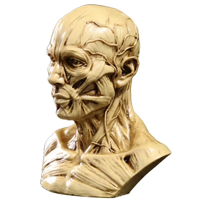 Head Anatomy Half Human Model Craft Resin Skull Sculpture Head Muscles Bone for Medical Artist Study Office Figurine Decoration