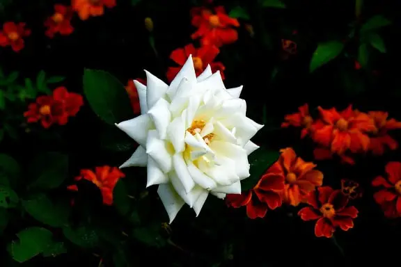 Dsservo DS3235 35 كجم مؤازرة عالية السرعة ميتال جير أجهزة رقمية مقاومة للماء RC باجا سيرفو لسيارات RC بمقياس 1/8 1/10